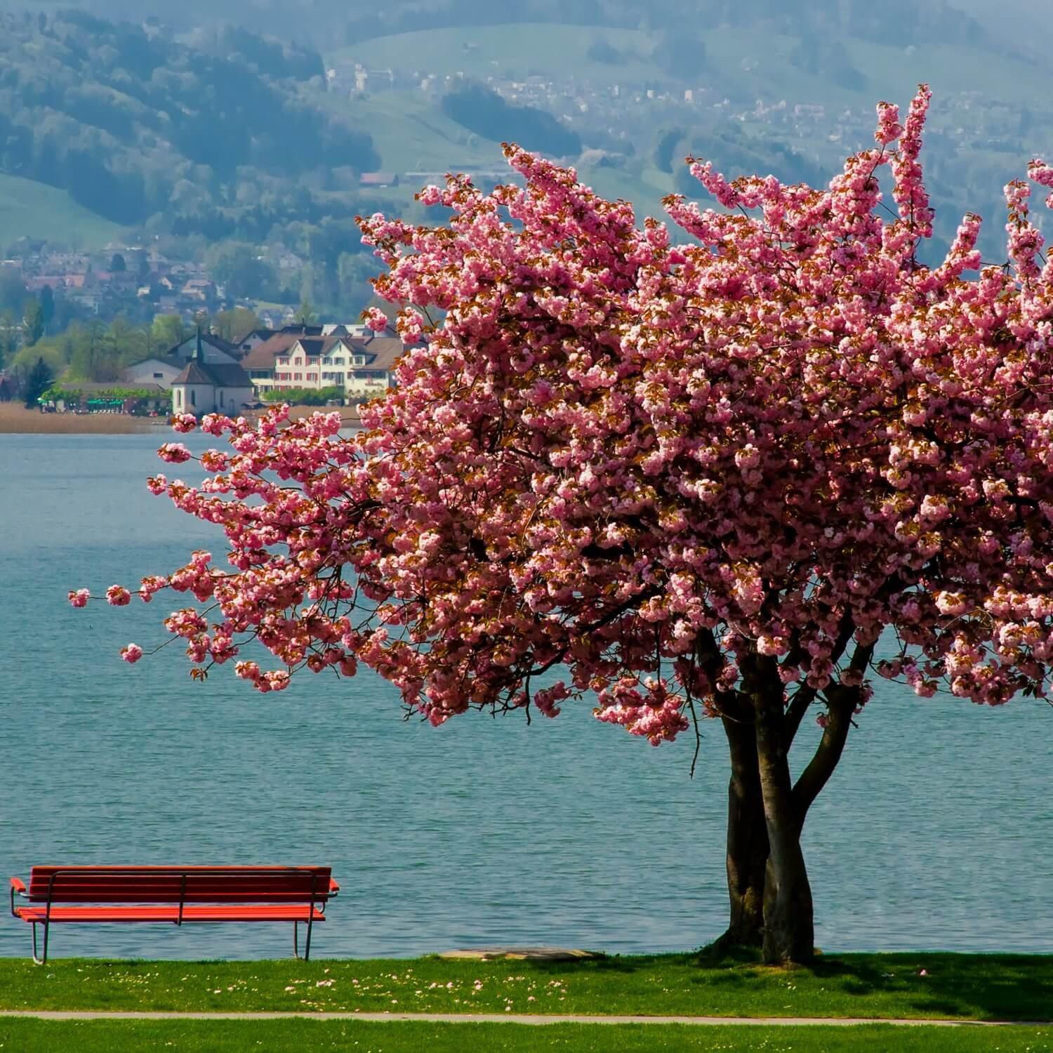 a Tree, Plant, or Flowers of Your Own - this version does not come with a Tree - The Living Urn