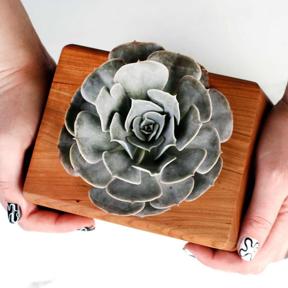 The Living Urn Planter™ for Pets