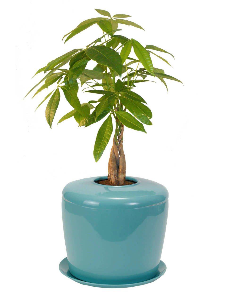 The Living Urn Indoors / Patio for Pets