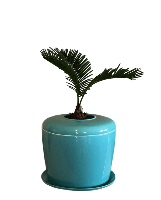 The Living Urn Indoors / Patio for Pets