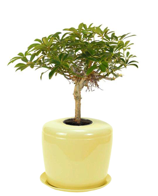 The Living Urn Indoors / Patio for Pets