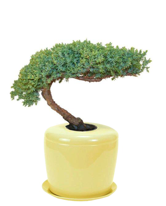 The Living Urn Indoors / Patio for Pets