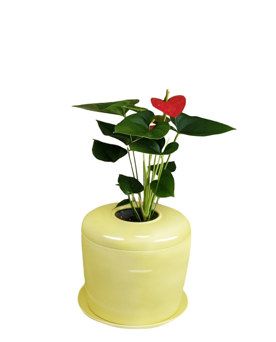 The Living Urn Indoors / Patio for Pets