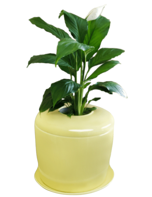 The Living Urn Indoors / Patio for Pets