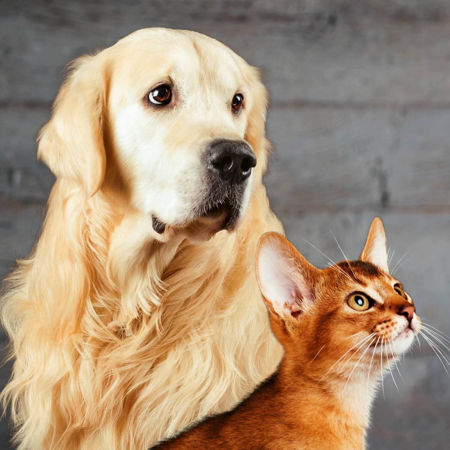 The Living Urn® for Pets - Pre-Planning Program