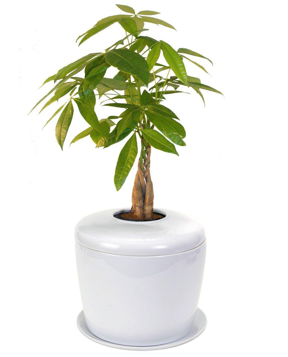 The Living Urn Indoors / Patio for Pets