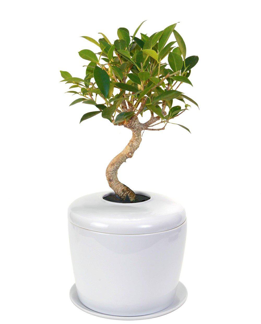 The Living Urn Indoors / Patio for Pets