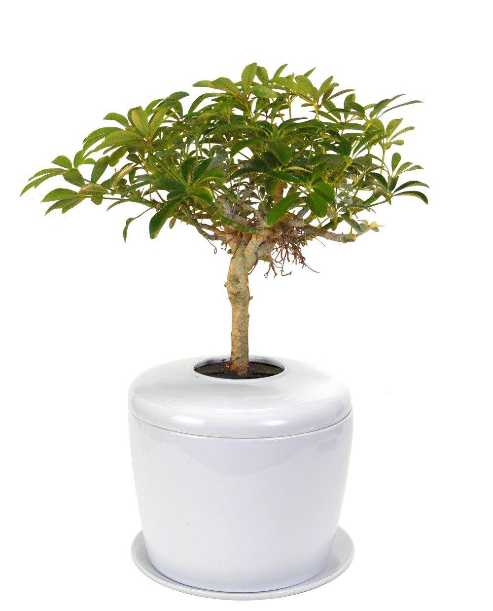 The Living Urn Indoors / Patio for Pets