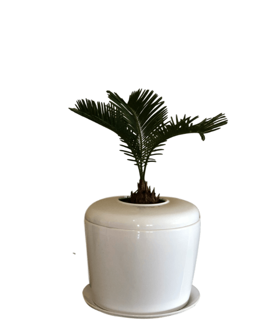 The Living Urn Indoors / Patio for Pets