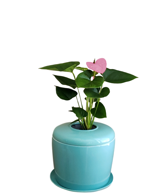 The Living Urn Indoors / Patio for Pets