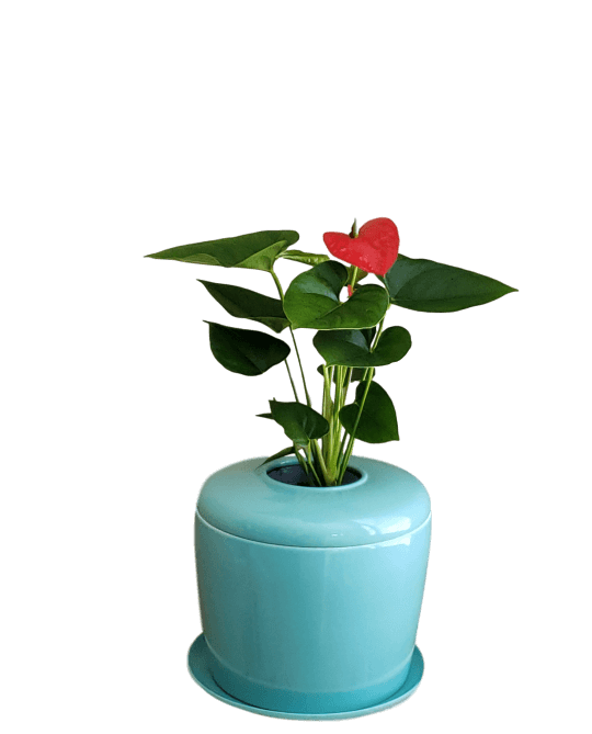 The Living Urn Indoors / Patio for Pets