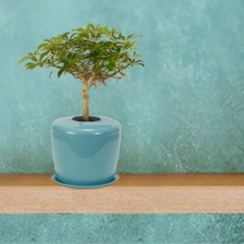 The Living Urn Indoors / Patio for Pets