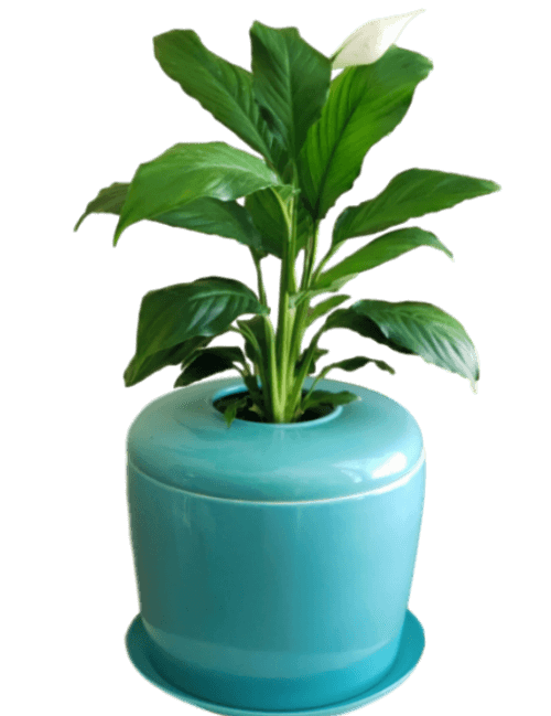 The Living Urn Indoors / Patio for Pets