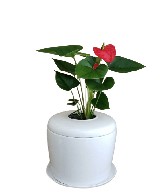 The Living Urn Indoors / Patio for Pets