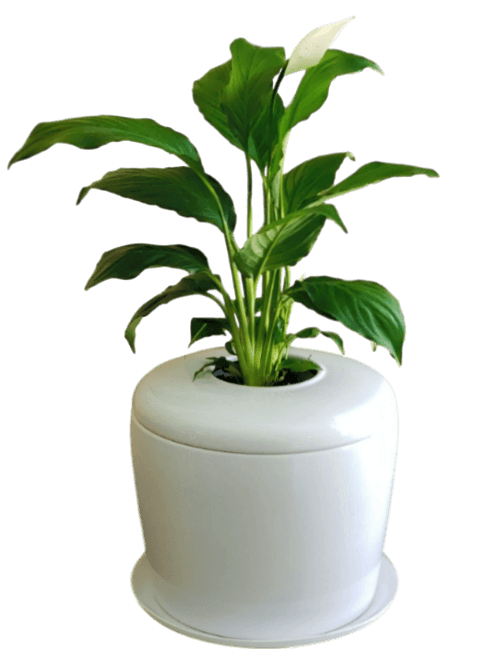 The Living Urn Indoors / Patio for Pets